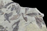 Fossil Fish (Gosiutichthys) Mortality Plate - Lake Gosiute #71788-3